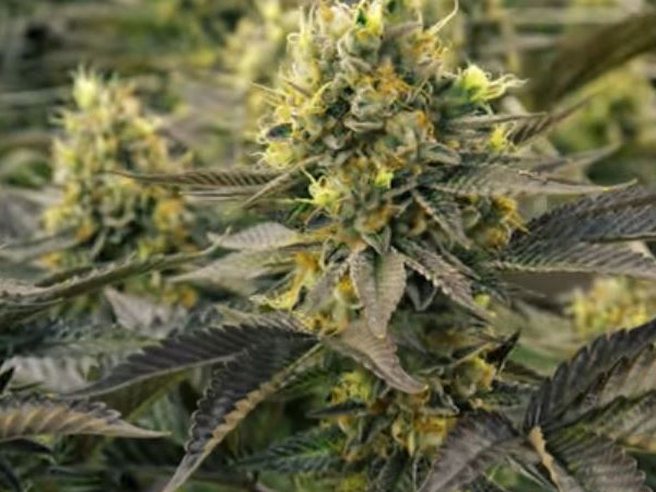 How to grow the best marijuana