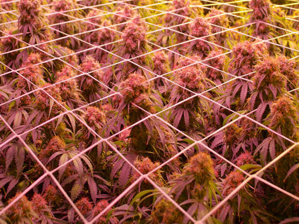How to grow the best cannabis